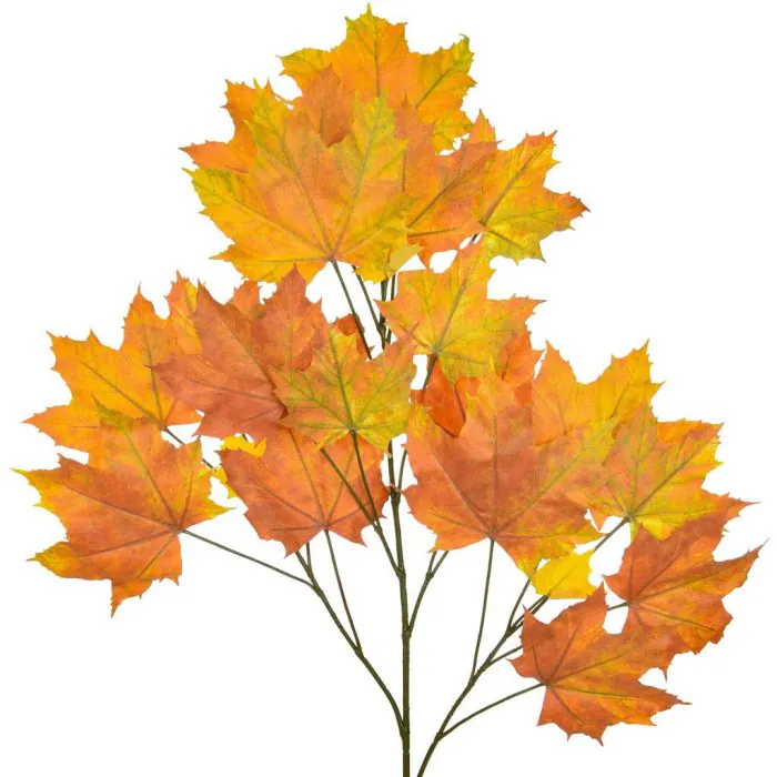 Foliage Maple North American Red (80cm)