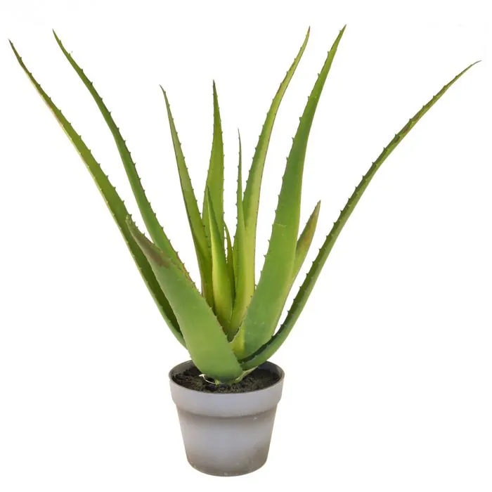 50cm Aloe in Pot 50cm Aloe in Pot