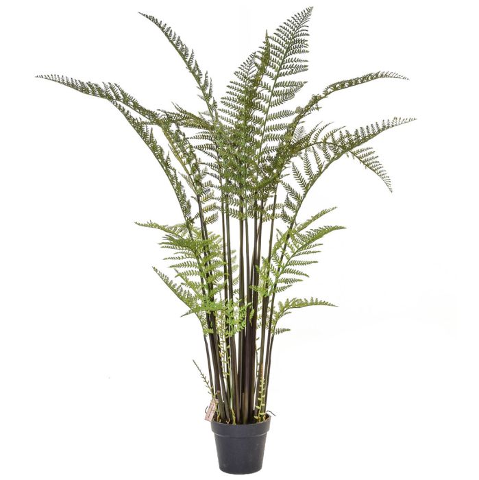 155cm Tall Fern main product photo