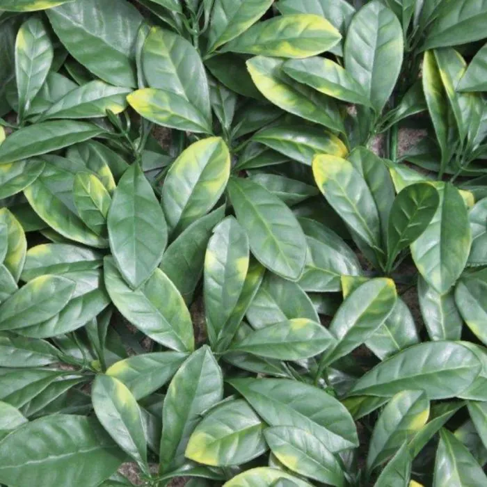 1m x 1m Laurel Leaf Panel