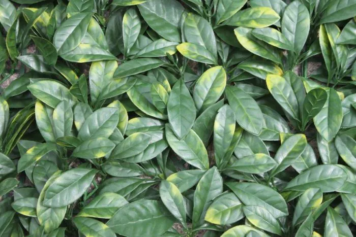 1m x 1m Laurel Leaf Panel