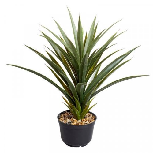62cm - Spiky Sisal Plant