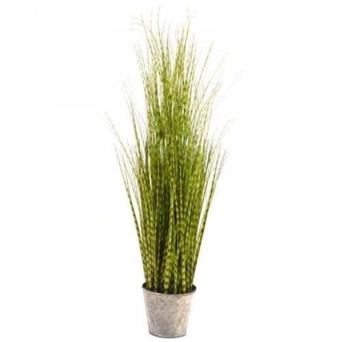 90cm - Zebra Grass Plant