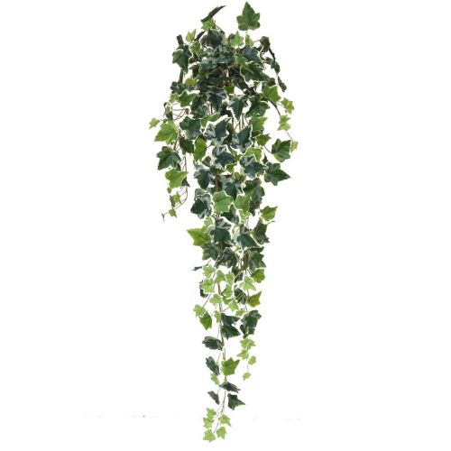 100 cm English Ivy Variegated Bush 