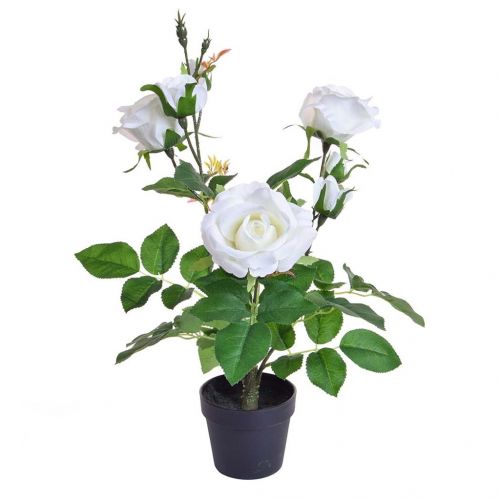 Rose White in Pot PI 45cm