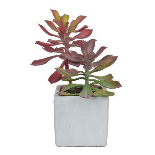 20cm Succulent Green/Red Plant in Pot