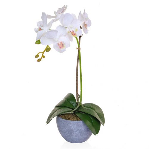47cm Phal Orchid in Pot Single - White