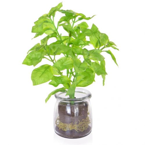 Green Basil In Vase