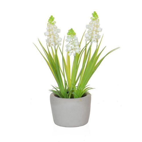 23cm Hyacinth White in Cement Pot
