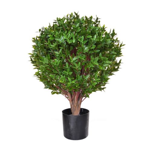 Topiary Privet Tree (65cm)
