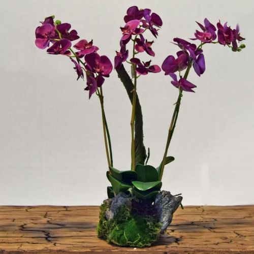 58cm Soil Moss Phalaenopsis Purple