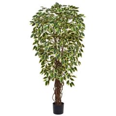 120cm (4ft) Natural Tree Trunk Ficus Liana - Variegated (Fire Resistant)