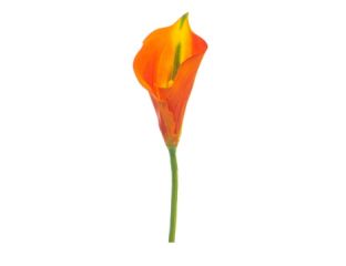 68cm (2.2ft) Large Lily Calla - Flame Red