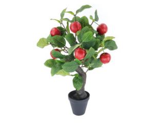 55cm Apple Tree in Pot