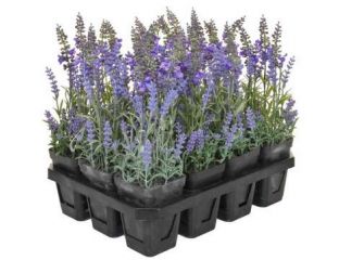 PP Lavender Tray - Purple (12 Pieces)