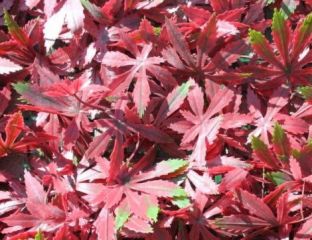 100cm x 100cm PE Red Acer Wall Covering
