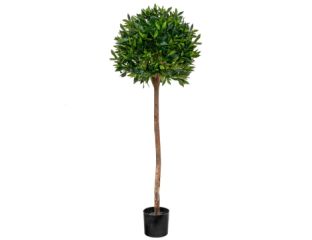 Bay Laurel Ball Tree (135cm)