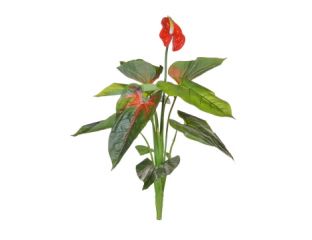 Plants Flowering Anthurium Red (100cm)