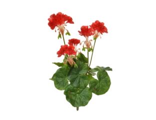 35cm (1.2ft) Flowering Geranium - Red