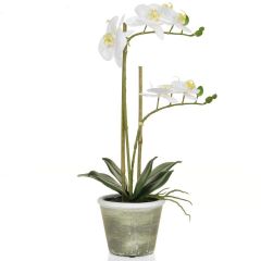50cm Real Touch Phal in Pot – White