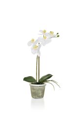 35cm Real Touch Phal in Pot - White