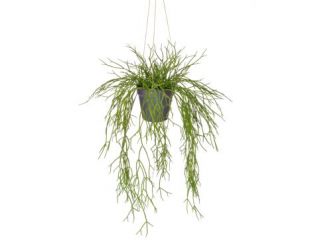55cm Grass Hanging in Rusted Pot