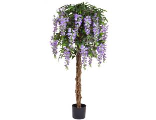 Flowering Wisteria in Purple (150cm)
