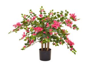 90cm (3ft) Flowering Multi-stem Bougainvillea - Red