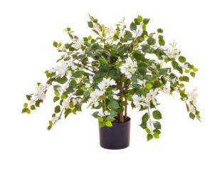 90cm (3ft) Flowering Multi-stem Bougainvillea - White