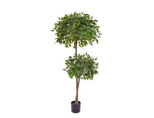 Ficus Retusa (180cm)