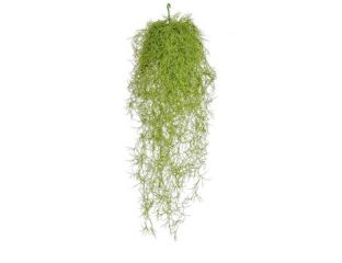 Airplant Vine (75cm)