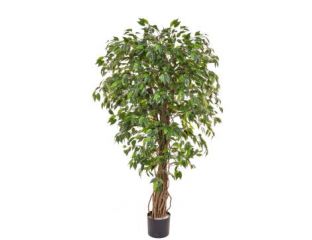 Ntt Ficus Liana Green 150cm