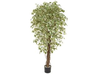 180cm Ficus Liana - Variegated (Natural Tree Trunk)