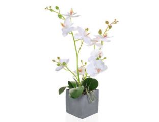 Phal Orchid White In Slate Pot