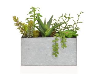 Succulent Mix in Steel Trough (22cm)