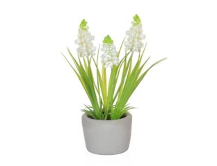 23cm Hyacinth White in Cement Pot