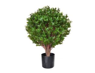 Topiary Privet Tree (65cm)