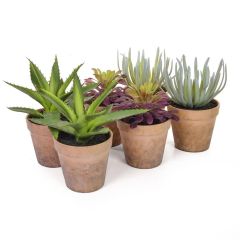 Cactus and Succulent Selection - 6 Pieces - 16cm to 20cm