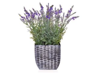 Lavender in Trough - 60cm