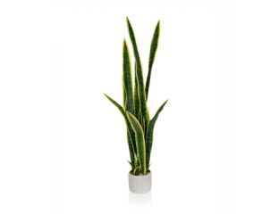105cm (3.5ft) Sansevieria in Grey Pot 