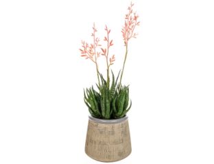 Flowering aloes in beige pot (37cm)