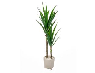 115cm (4ft) Yucca Plant in Pot