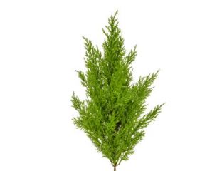 Topiary Cedar Mini Pine Green (54cm) 