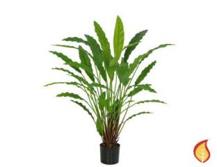 81cm Potted Calathea 40 leaves (Fire Resistant)