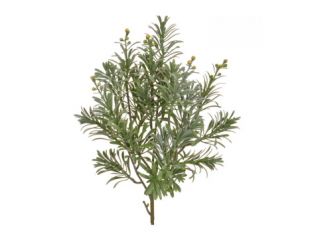 45cm (1.5ft) Artemisia Foliage - Grey/Green