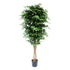 5 ft (150 cm) Green Ficus (NTT) Artificial Tree