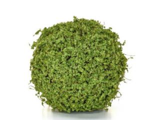 25cm Topiary Ball Moss / Twig - Green