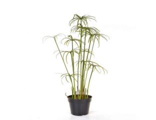 86cm Cyperus Alterni in Pot