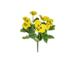 28cm Flowering Pansy Bush - Yellow 