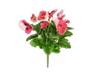 28 cm Flowering Pansy Bush Large - Pink 